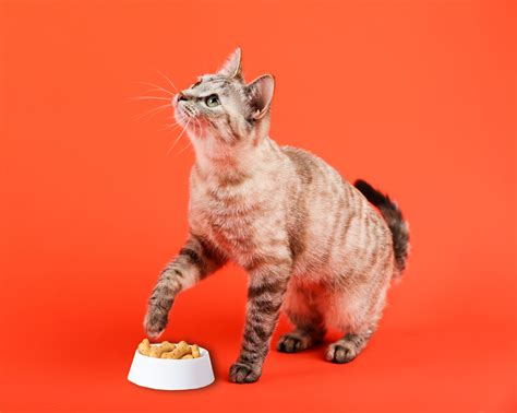 Homemade Cat Treats - Recipe by PetLink - Blog - PetLink