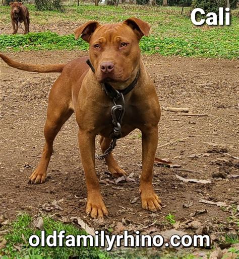 Pitbull Dog Red Nose Puppies