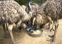 emu wikipedia