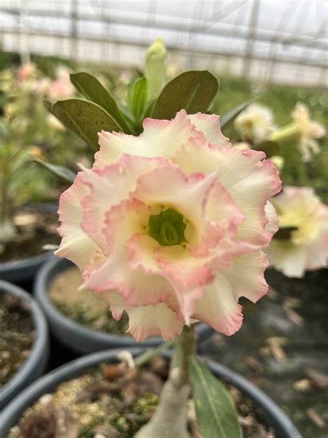 Adenium obesum 'Yellow' | Creekside Nursery
