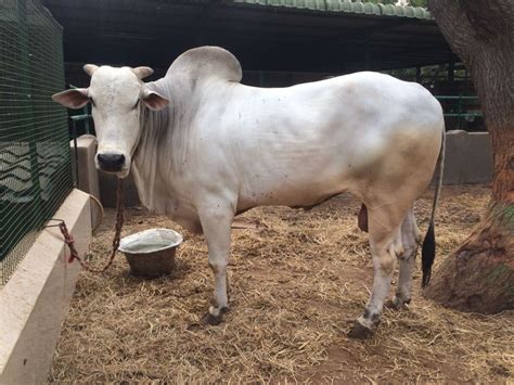 Ongole Cattle: A Heritage Breed for the Modern Age - Nili Ravi