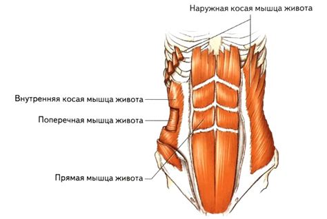 Мышцы средней части тела