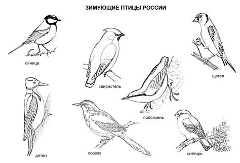 Раскраски Зимующие птицы- детские расраски распечатать бесплатно