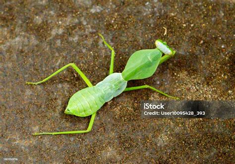 malaysian mantis indonesia stock photo  image