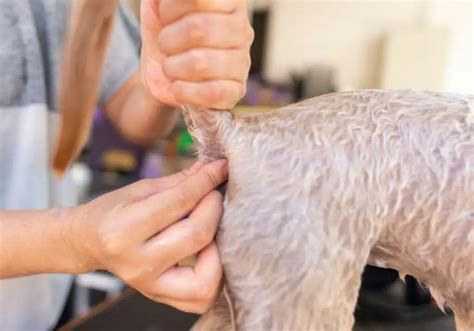 how to help dog express glands