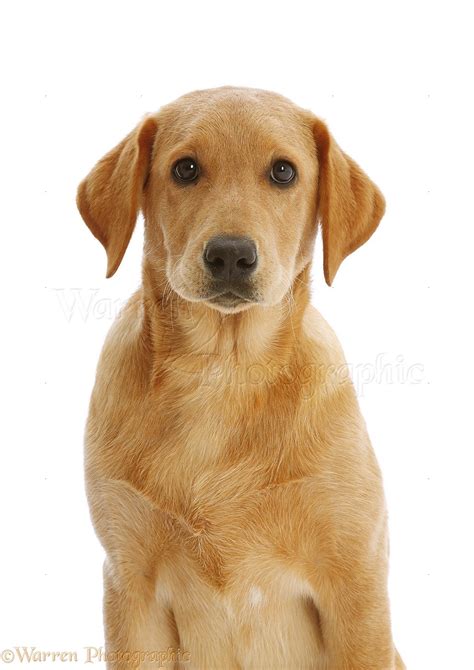 Dog: Fox Red Labrador Retriever, 4 months old, portrait photo WP50272