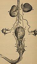 categoryhorse male reproductive system wikimedia commons