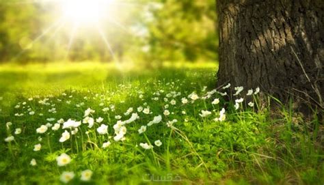 أرسل لك 1000 صورة طبيعية ذو جودة عالية HD - خمسات