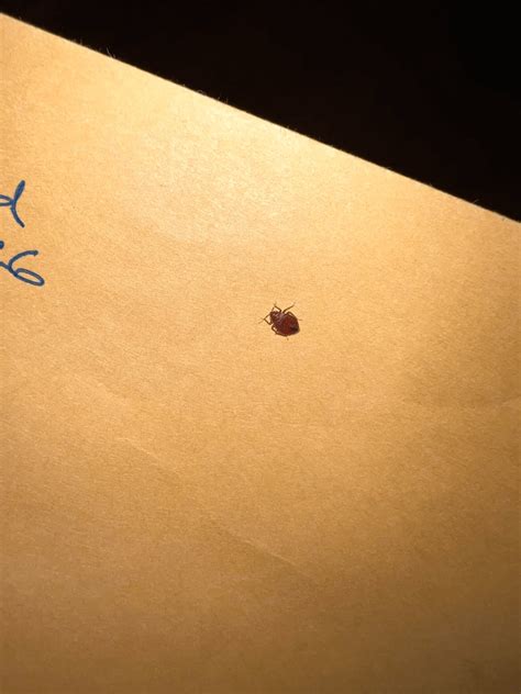 2024 April Bugs of the Month : r/whatisthisbug