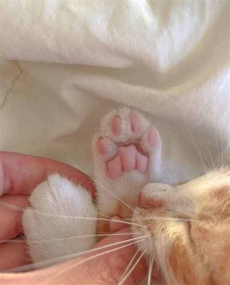 Мягкие лапки 🐾 | Кошачьи лапы, Котята, Черно-белый котенок