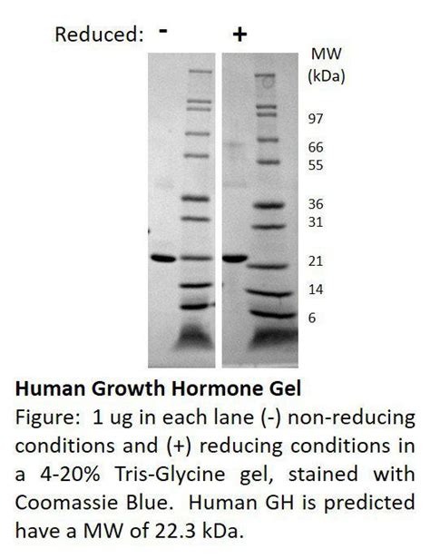 Human Growth Hormone Recombinant Protein