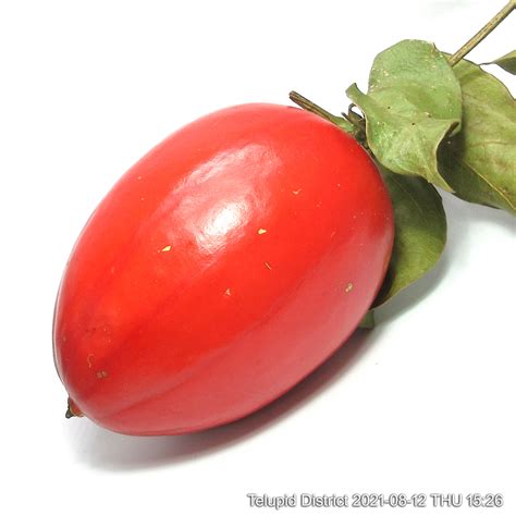 wild red fruit  borneo