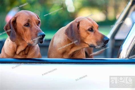Two dogs in pick up truck, Stock Photo, Picture And Royalty Free Image ...