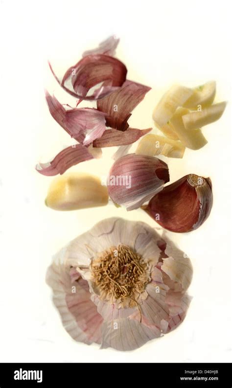 garlic (allium sativum Stock Photo - Alamy