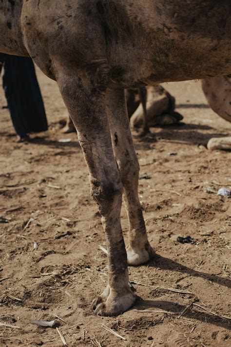 Camel+Toe+Bikinis Photos, Download The BEST Free Camel+Toe+Bikinis