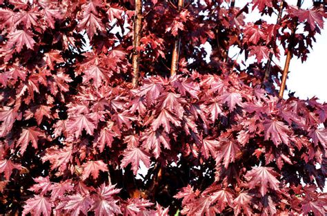 Клен остролистный "Кримсон Сентри" (Acer platanoides Crimson Sentry ...