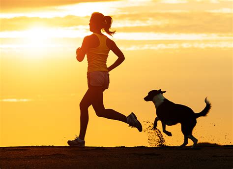 Your Guide to Protein in Dog Food: Low Protein Dog Food vs High Protein ...