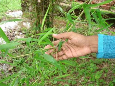 Giant thorny bamboo (Bambusa bambos) | Feedipedia
