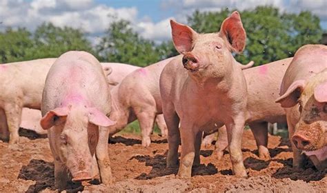 avoid confusion   quick guide  pig diseases farmers weekly