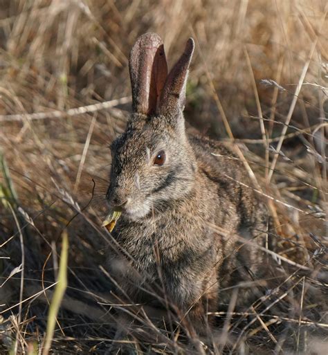 Bunny+Xo+Bikini Photos, Download The BEST Free Bunny+Xo+Bikini Stock