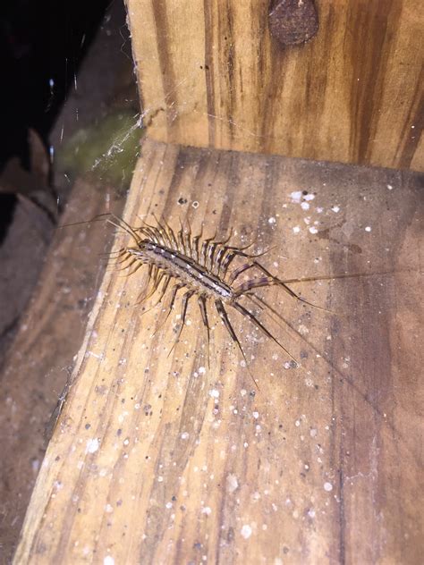 house centipede silverfish 13