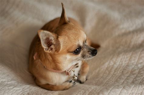 How Much Does A Chihuahua Cost? A Complete Guide