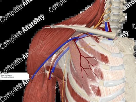 brachial veins complete anatomy