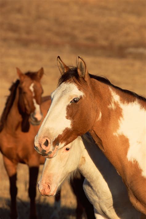 horses  naturally  steven broadnax blog