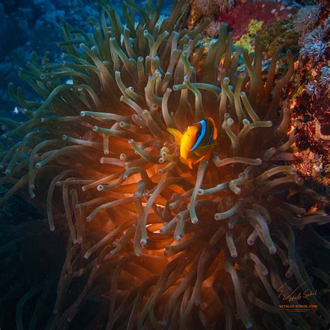 Clown Fish — WTF channel