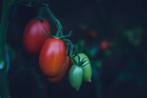 San Marzano Tomatoes: The Kings Of The Vine | Cooked Best