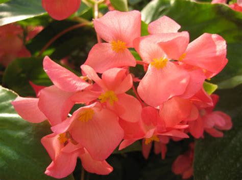 Dragon Wing® Pink Begonia | Plant Addicts