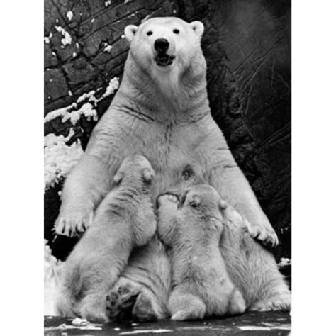 Polar bear feeding its cubs (Ursus maritimus) Poster Print (24 x 36 ...