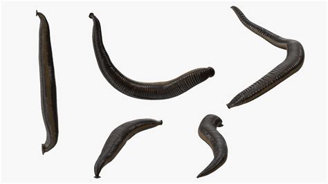 Glass Full of Medicinal Leeches 3D Model $39 - .3ds .blend .c4d .fbx 