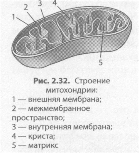 Органоиды