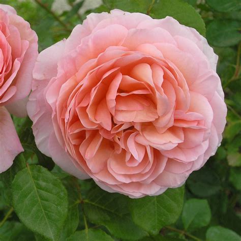 Роза 'Abraham Darby' (Д. Остин) – купить в питомнике Chelsea Garden