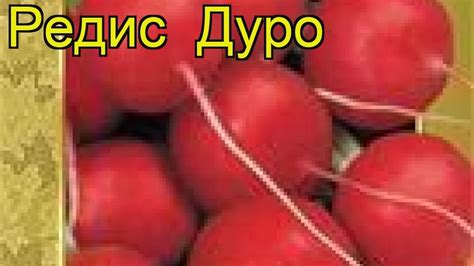 Редис Дуро (Редис Duro). Краткий обзор: Редис Дуро описание ...