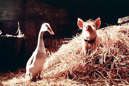 Бэйб: Четвероногий малыш (1995) — Фильм.ру