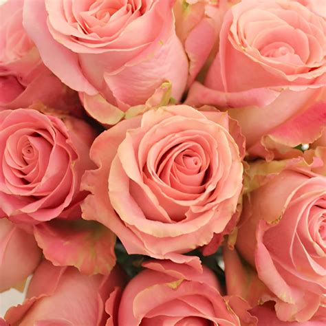 Wholesale Hermosa Pink Rose - bulk Hermosa Pink Rose online - FiftyFlowers