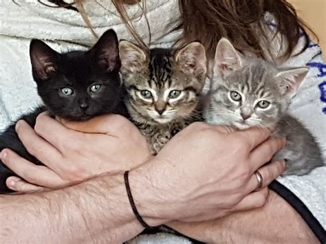 Hudson, Hicks & Newt – Grand River All Breed Rescue