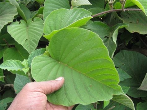 Argyreia – eFlora of India