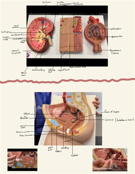 Anatomy and physiology 2 Exam 1 Flashcards Quizlet - Anatomy and