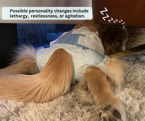 Caring for Your Dog in Heat: Frequently Asked Questions — Golden