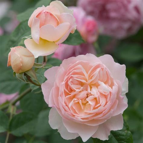 Rose Garden, Flower Garden, Cactus Flower, Beautiful Roses, Beautiful ...