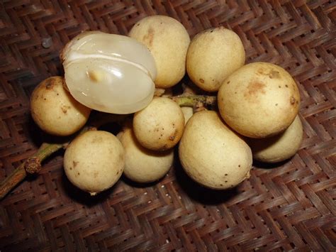 langsep  variant  lansium domesticum nelindah flickr