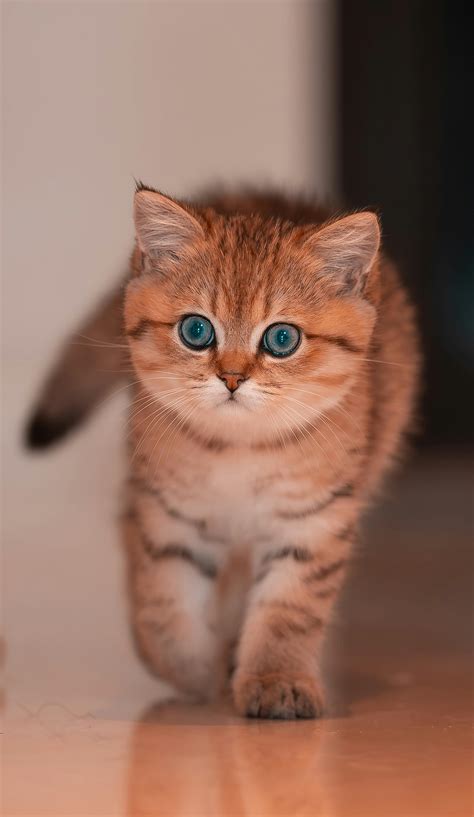 cat cartoon images      cat cartoon images