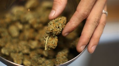 The Best Strategy To Use For High Thc Strains- Maximum Potency, Long