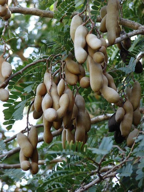 El tamarindo, joya gastronómica con propiedades curativas