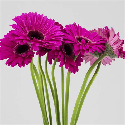 Cut Gerbera - Make Me Bloom