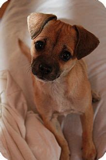 Pictures Chihuahua Pug Mix Puppies - Pets Lovers