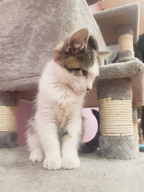 The southwood veterinary clinic has a hidden cat cafe 16